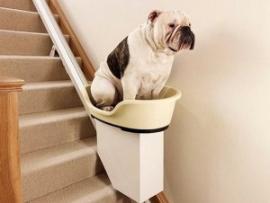 elevators-for-obese-dogs01